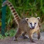 CrazyCoatimundiGal