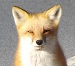 Voltran