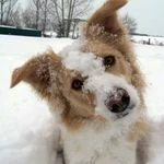 Packfan4