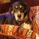 MyDogCash