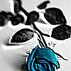 blueroseviolin1129