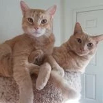 srk3cats