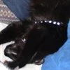 CatWomanDiana