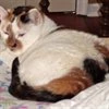 catnipcricket