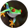 Frogman