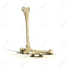 lbones