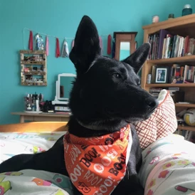 Will_Debois