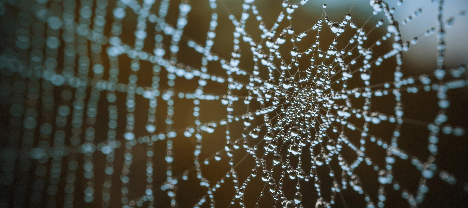 A procedural spider's web material, by Romain Lemaire.