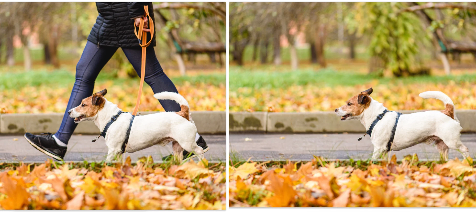 Remove Tool On-Device Generative AI Model (Beta)