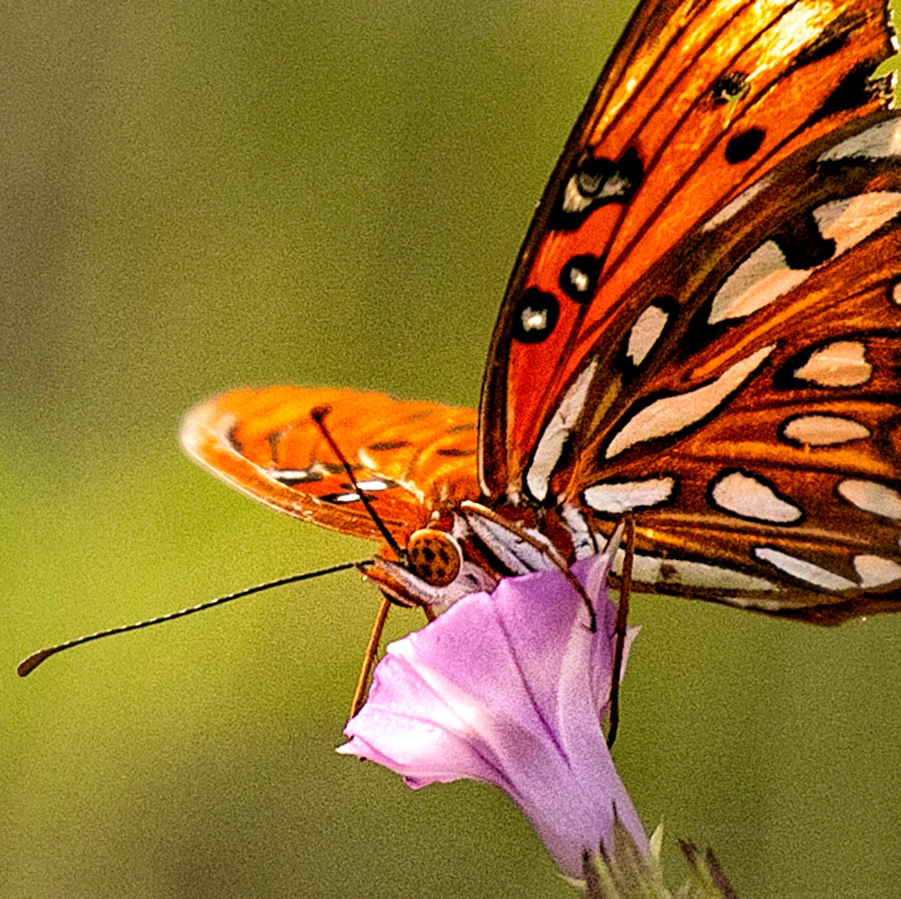 Fritillary