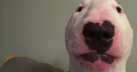 stoopid persun