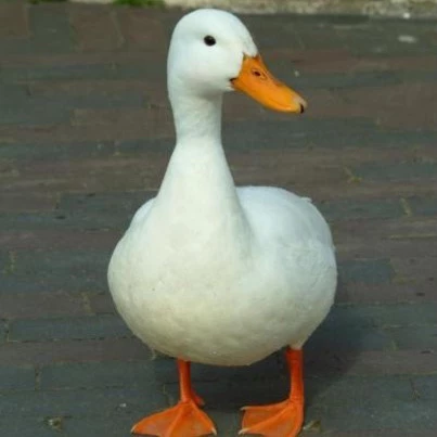 Tony Is Not a Unique Name