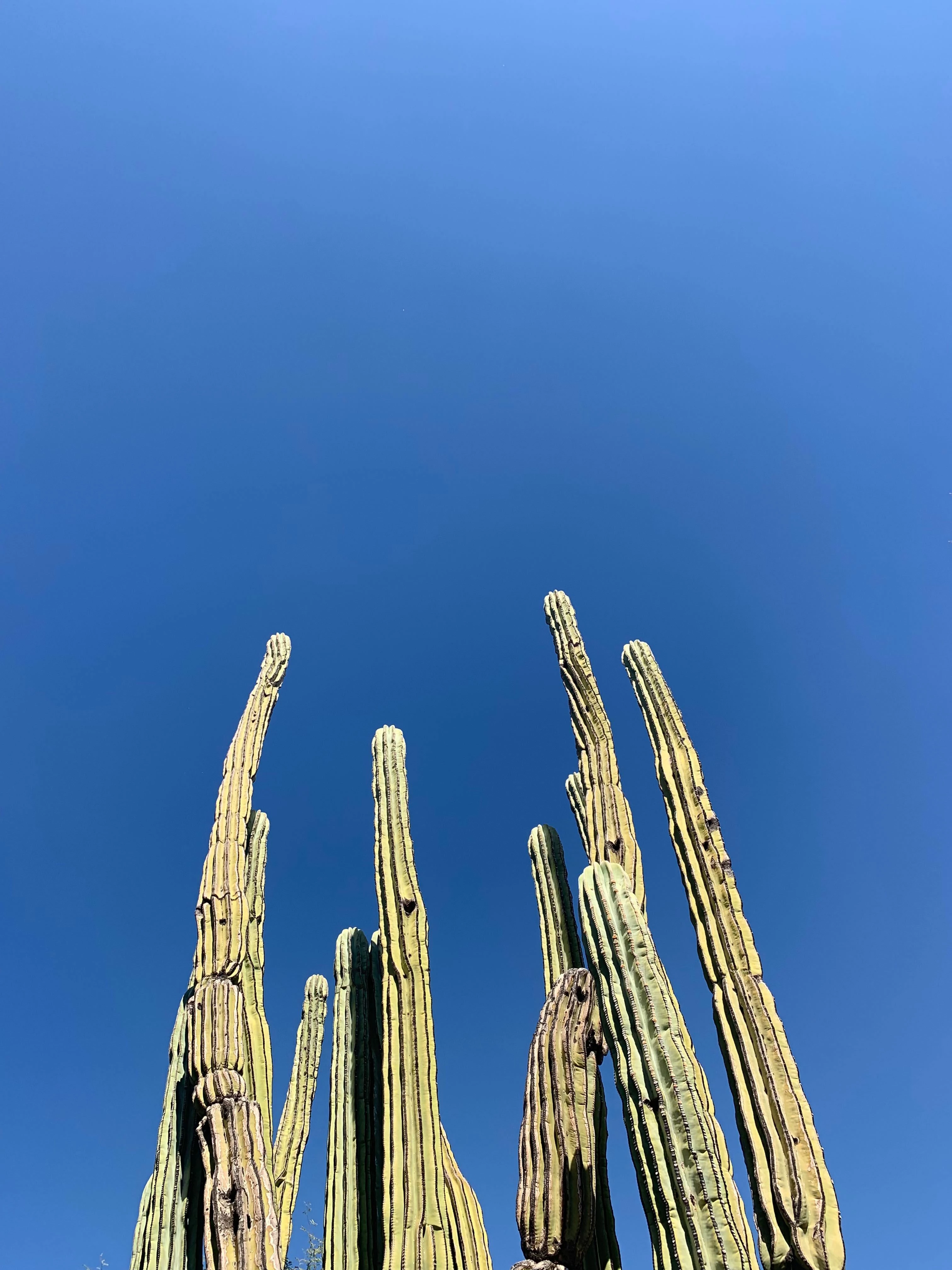 Saguaro91