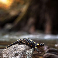 firesalamander