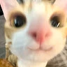아린라니