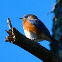 Lindaann