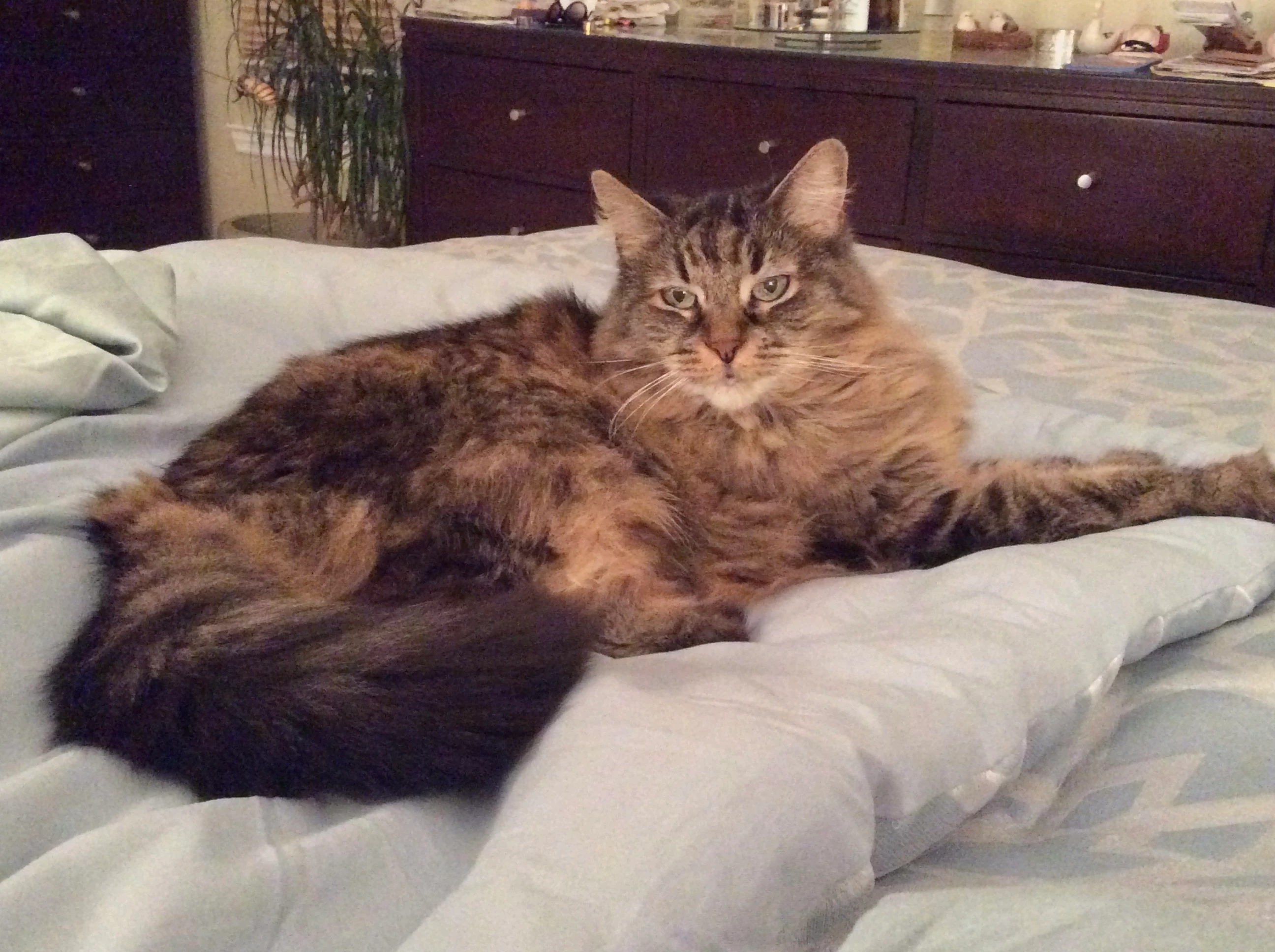 Mainecoonmom_2