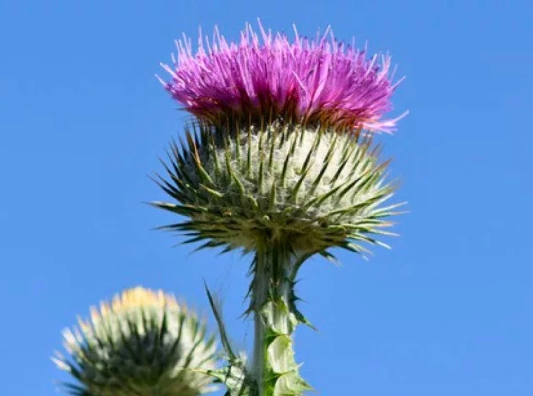 EuanWilliamson8205320