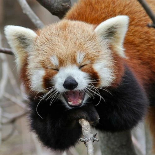 Red Panda Pictures