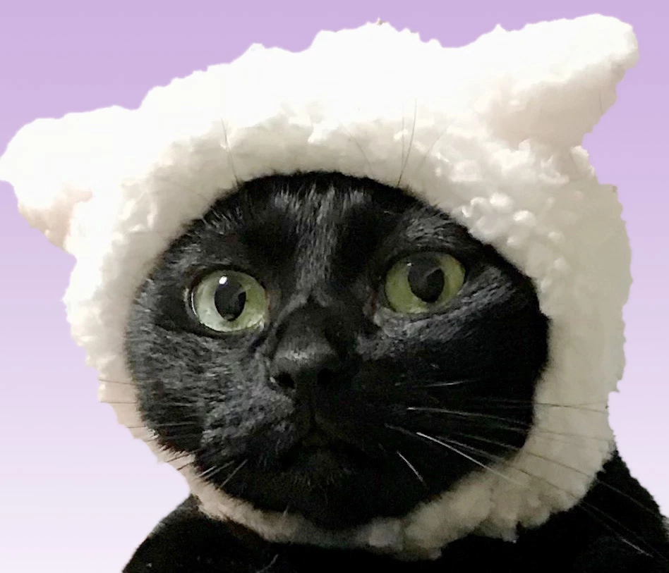 羊の皮を被ったにゃん