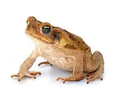 Nobletoad