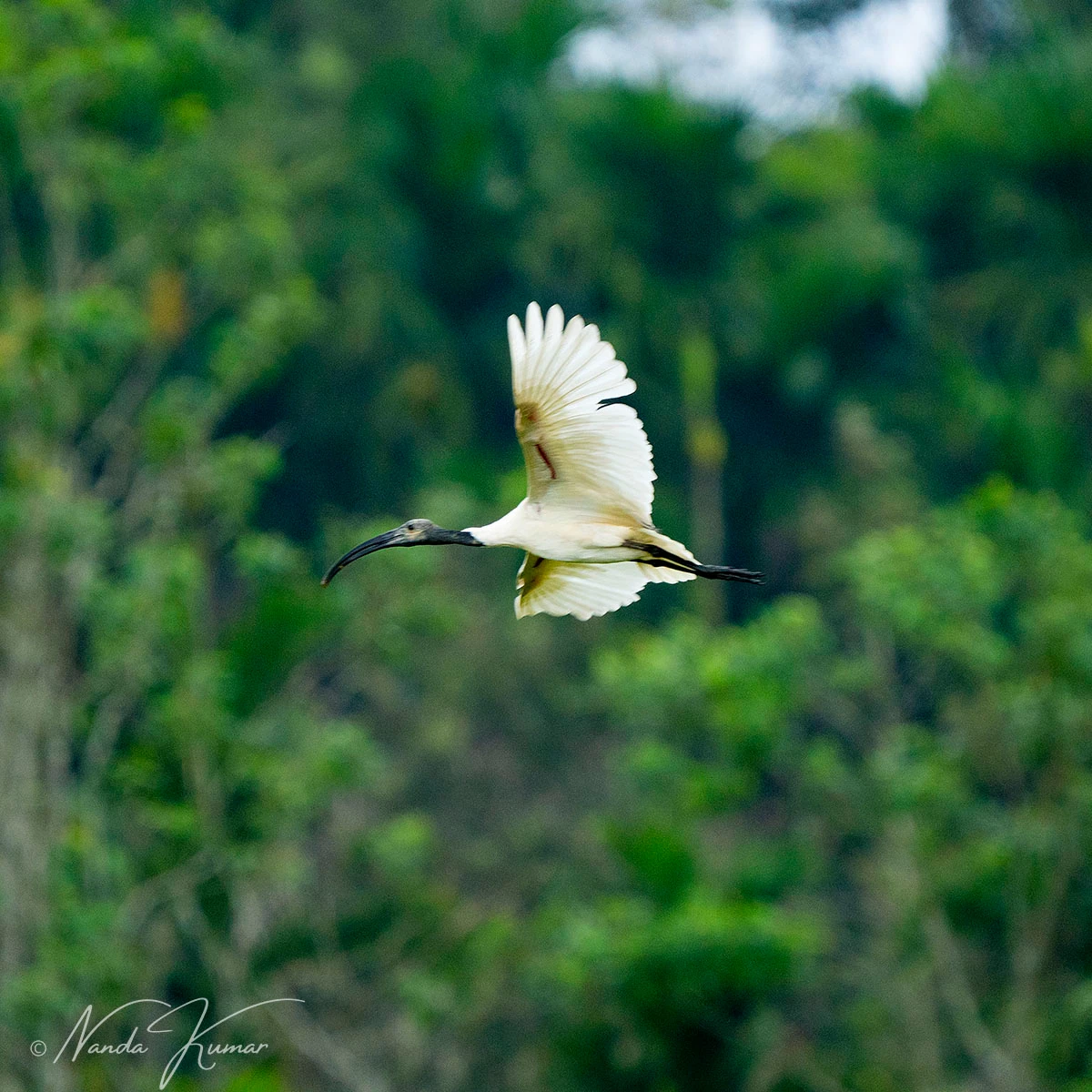 nandus.shutterstories