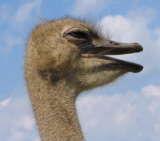 dlahaise