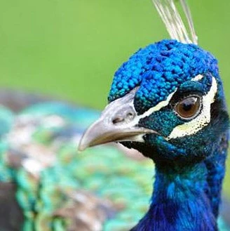 Peafowl31