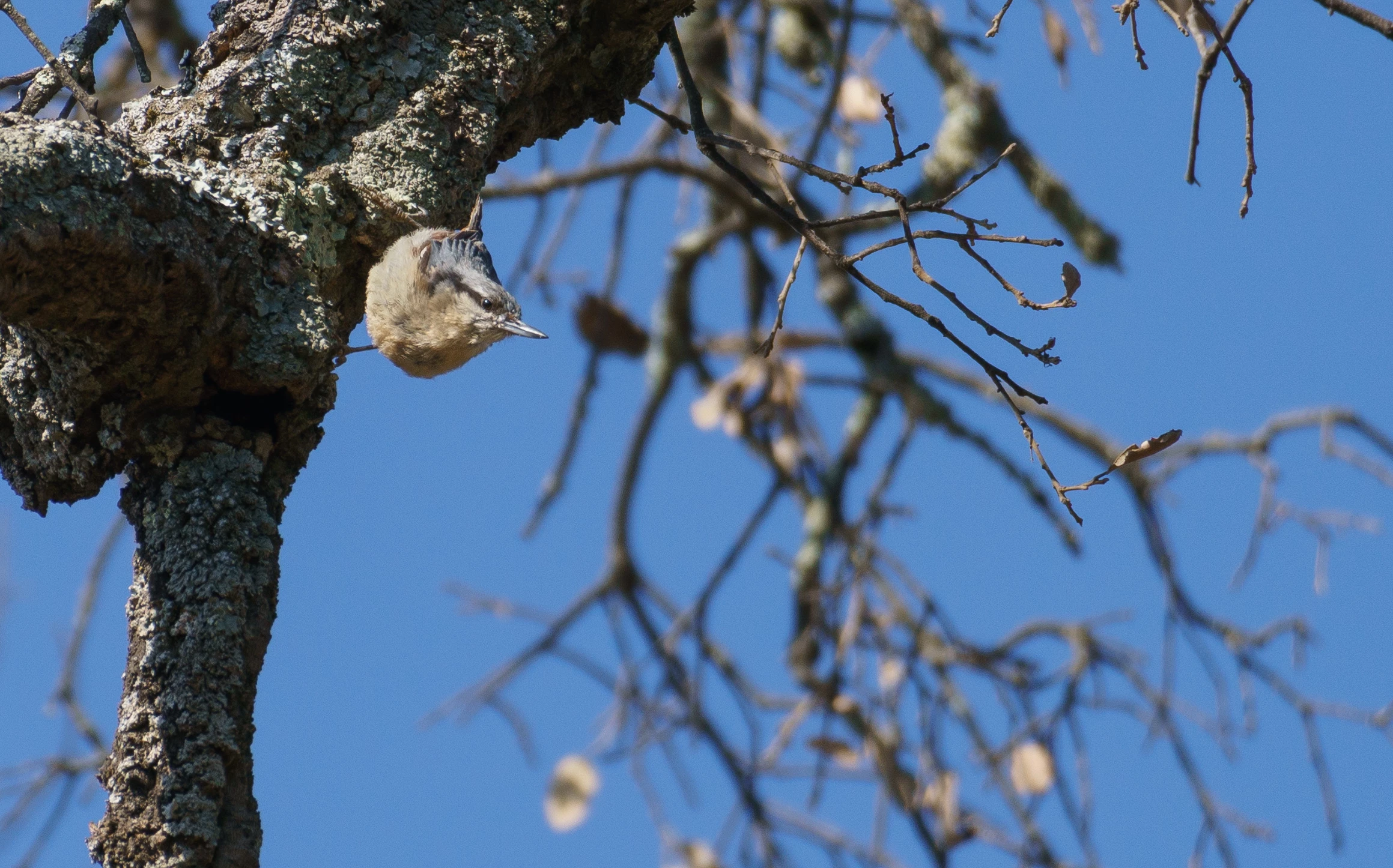 Francisco25178320w2at