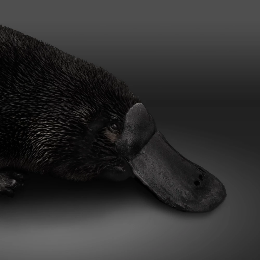 Black Platypus