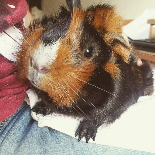 elegant_idealist0D4C