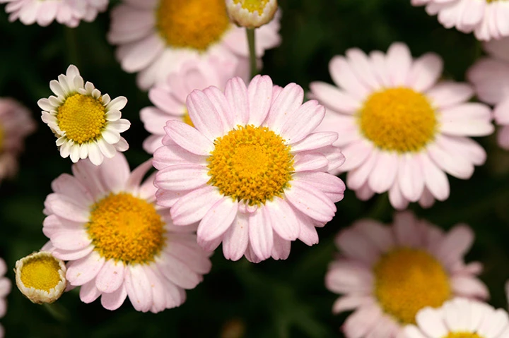 マーガレットflower