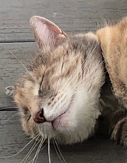 MaryBeth26568871uk12