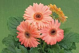 suparna2kan@outlook.com