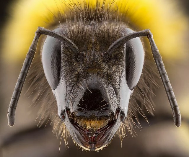 Bee Face