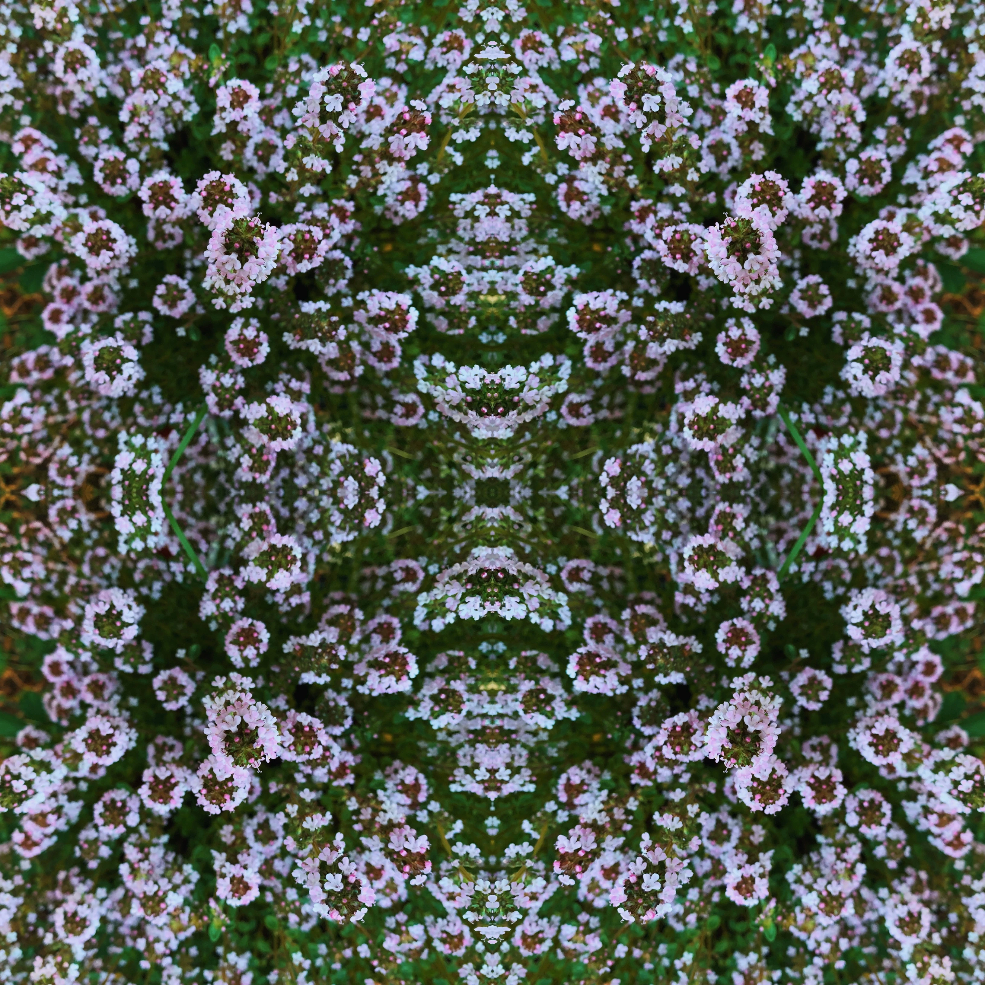 Forestfaerie 