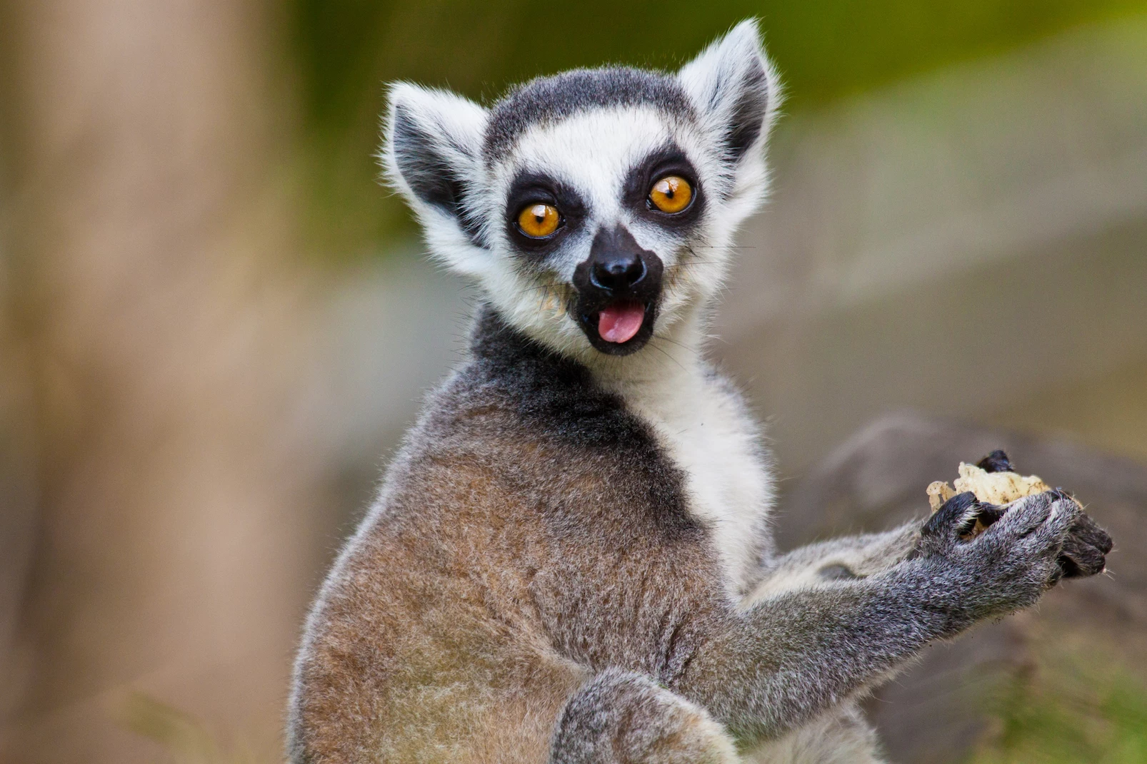SlobberyLemur