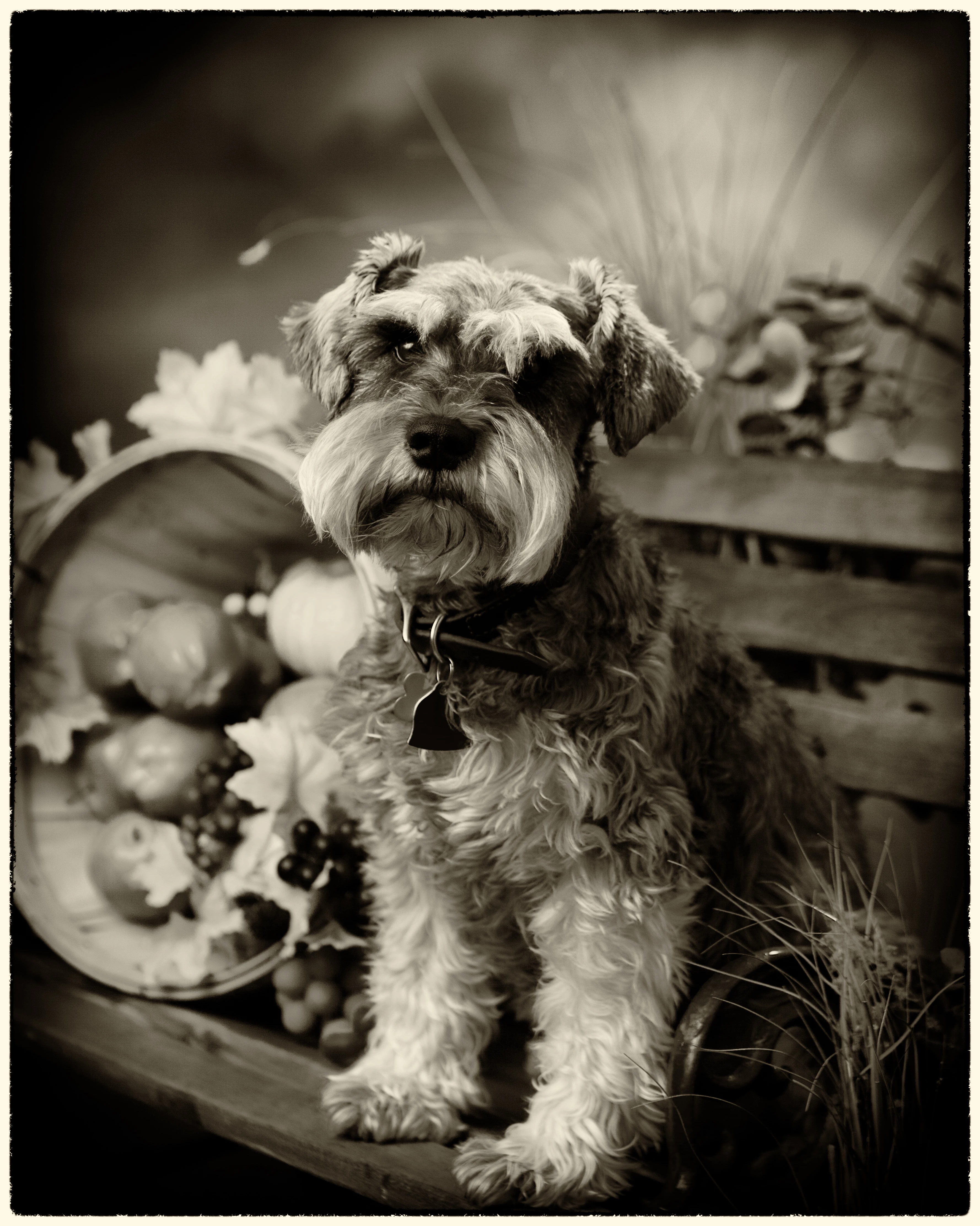 japhotoguy@gmail.com