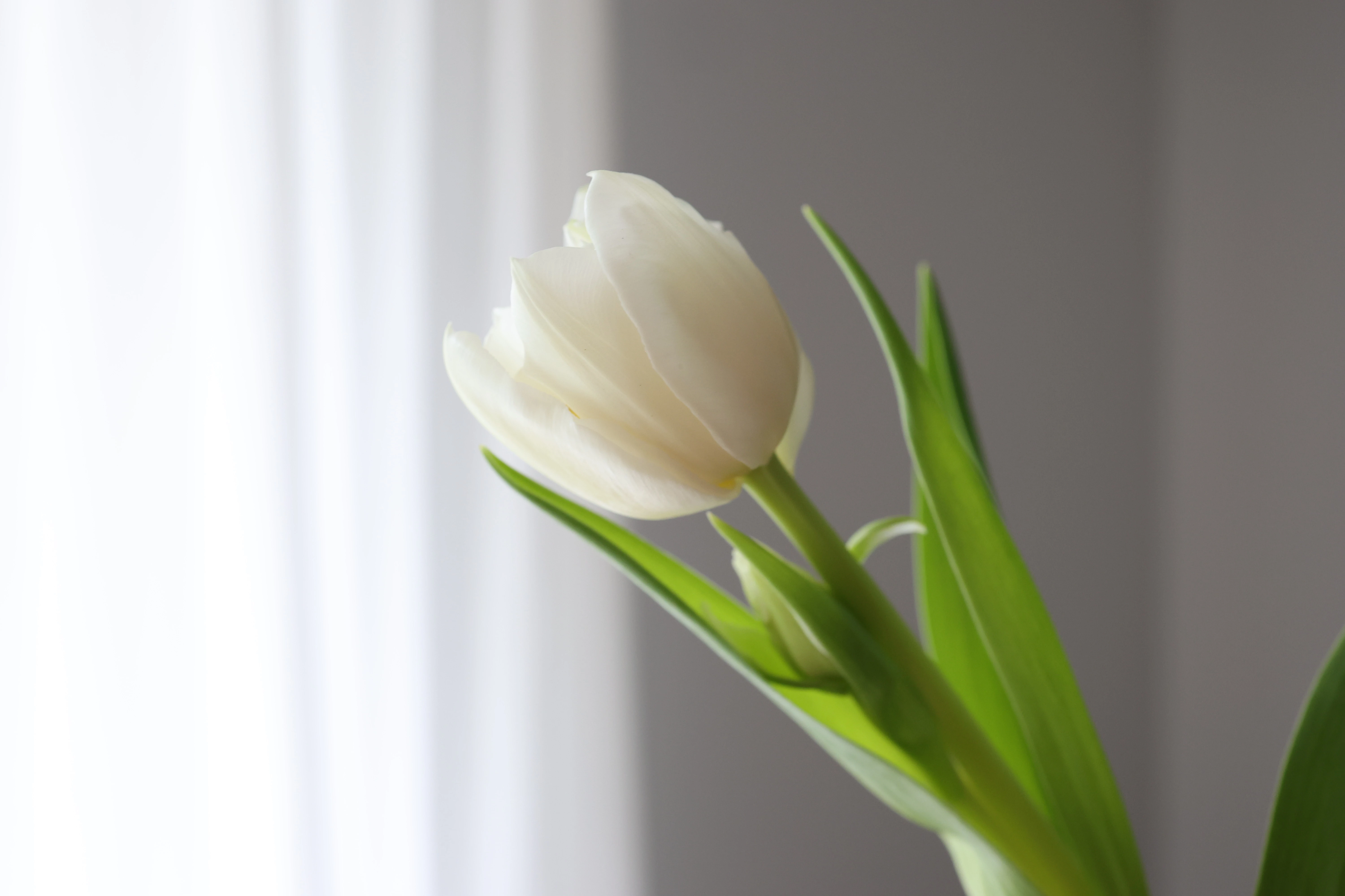 California Golden Girl