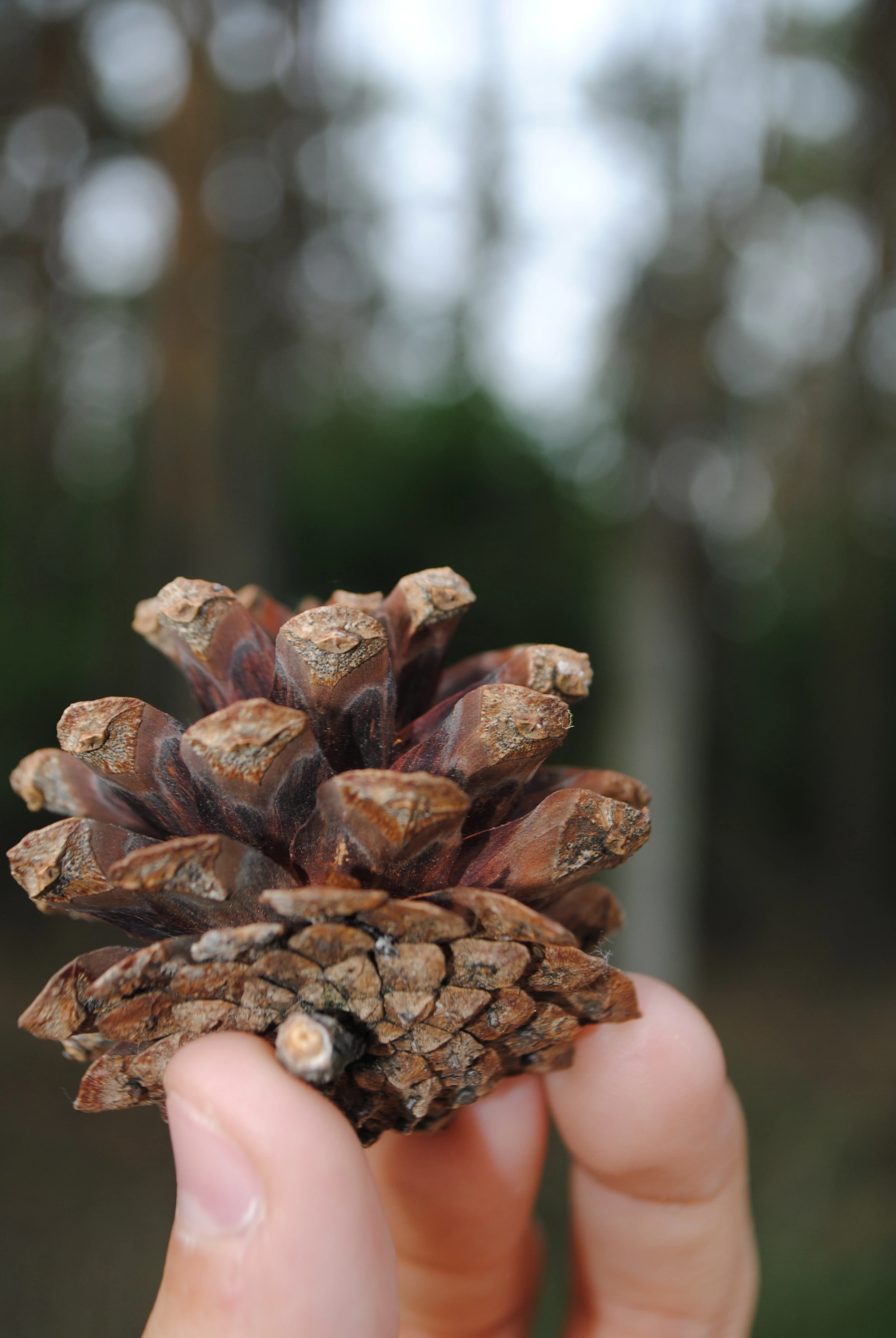 Kacperos305650535pag