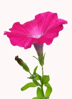 chpetunia