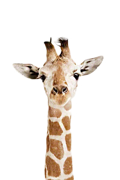 Gabrielle23045253fafu