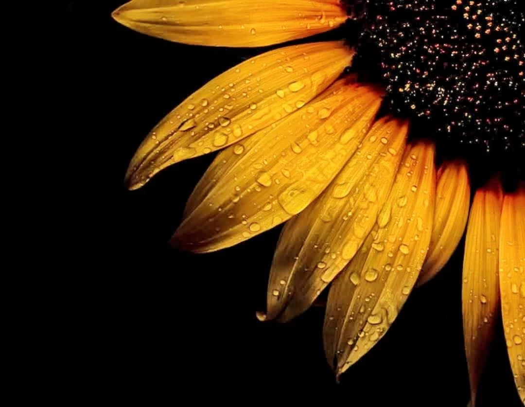 Michelle@LibertyUOnline