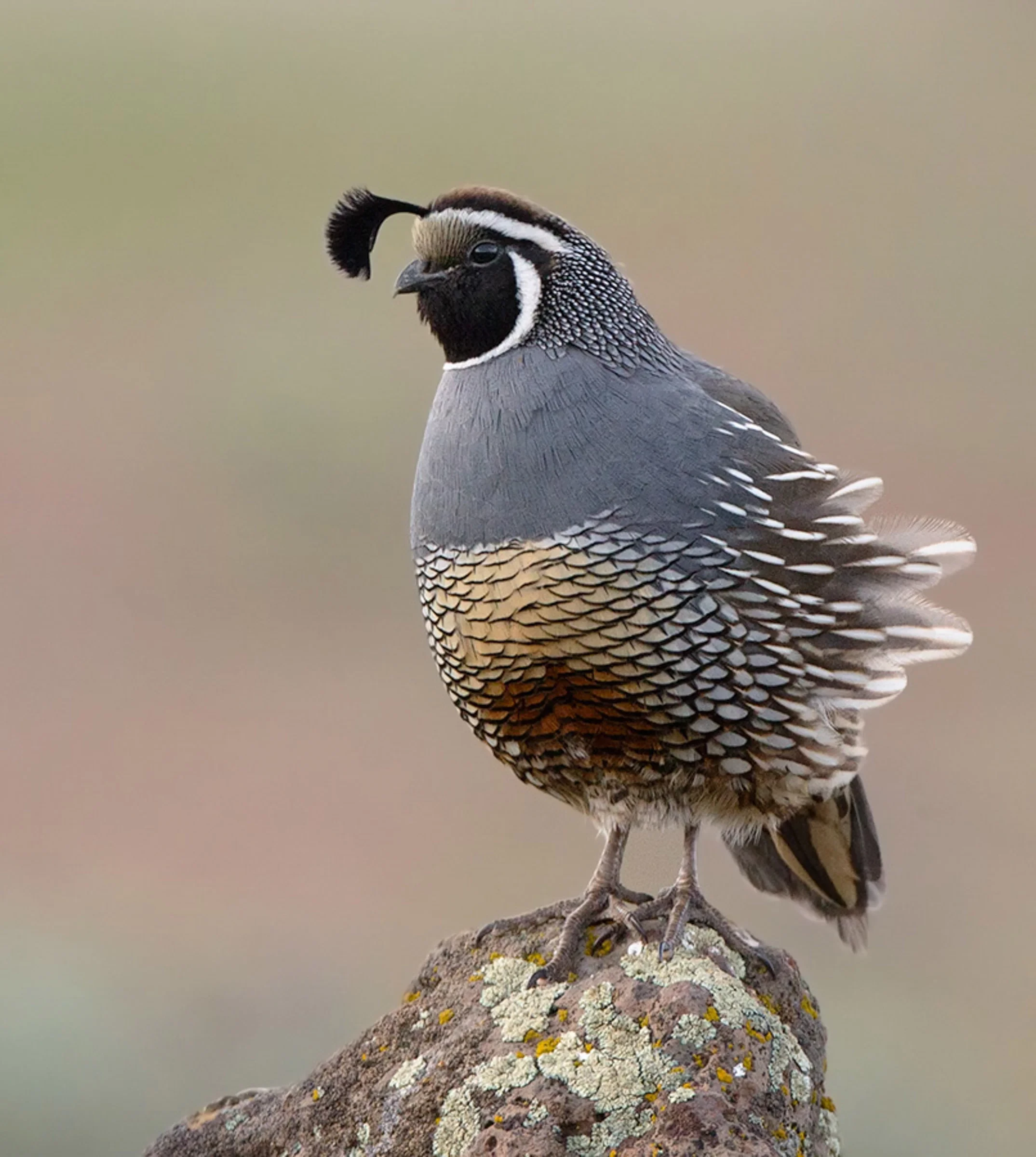 Quail55