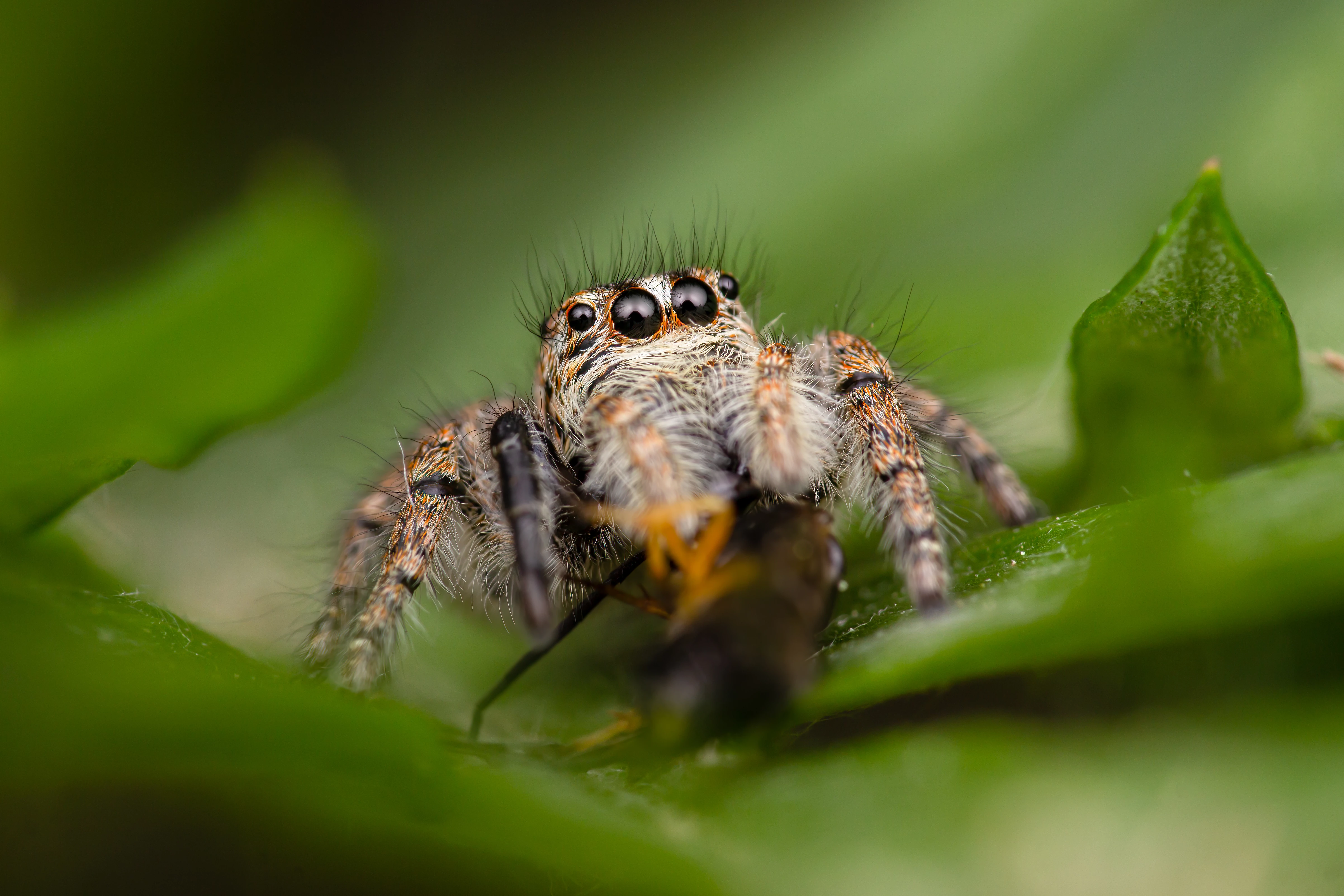 Tiny.Nature_Photography