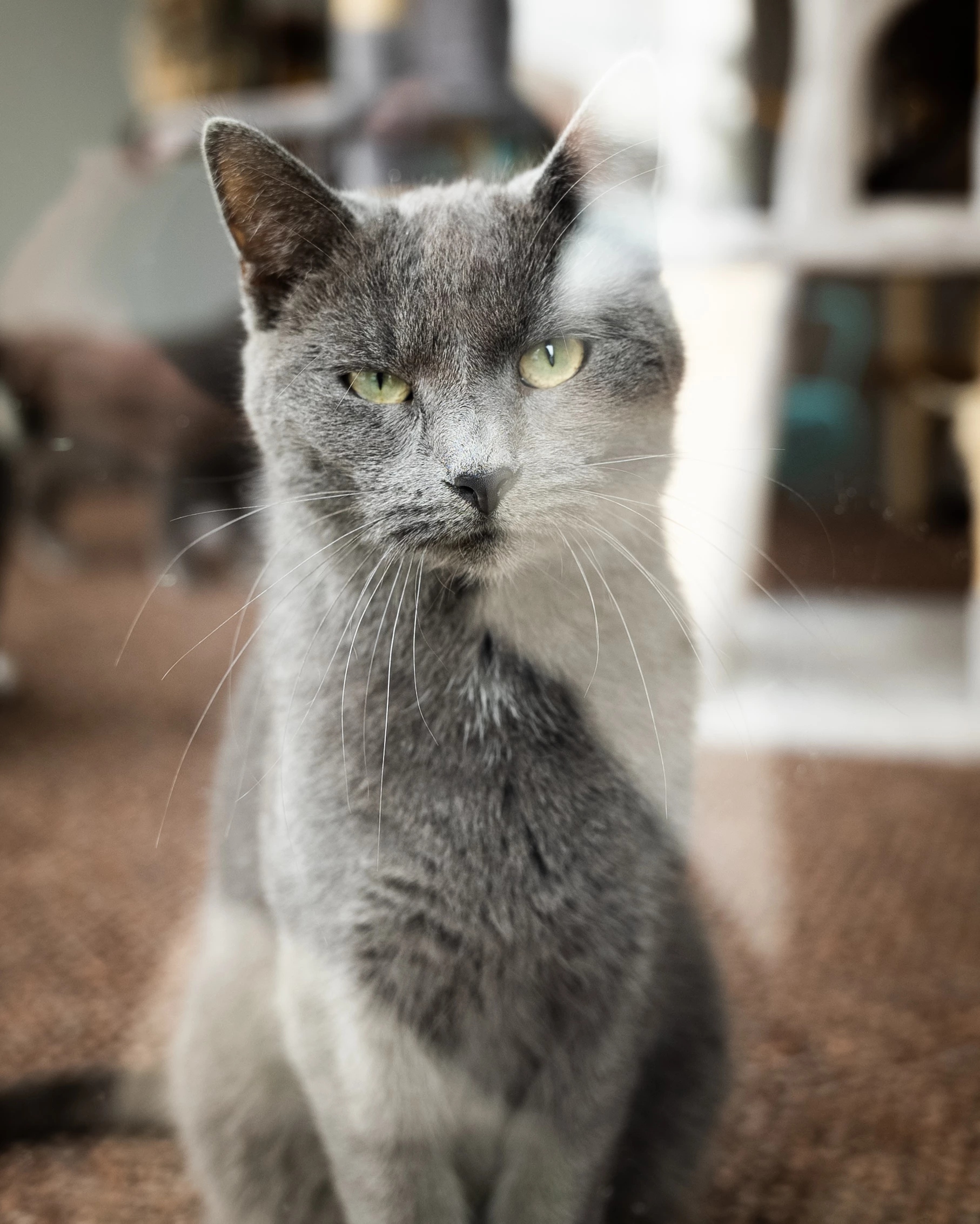 Eccentric Locust10572003