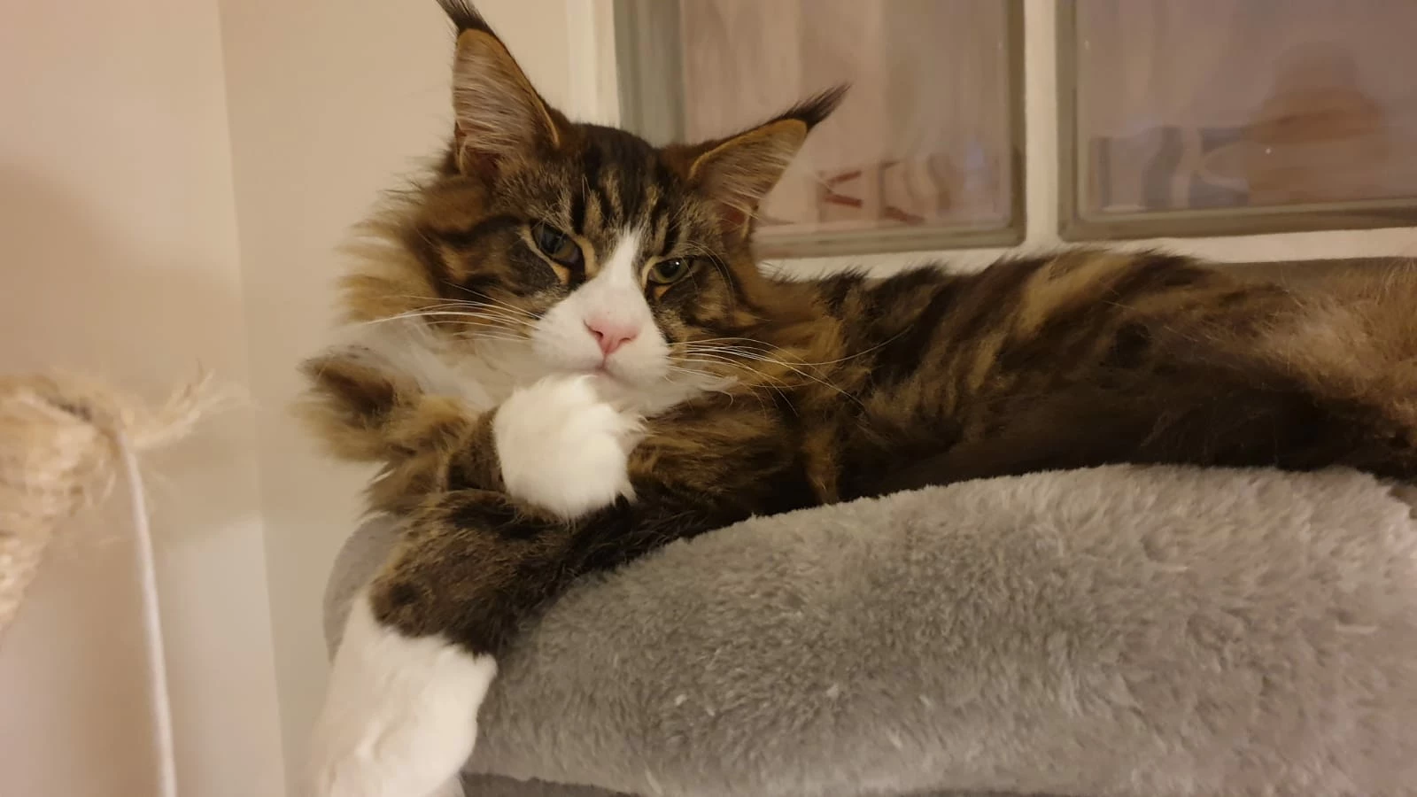 Coolcatz