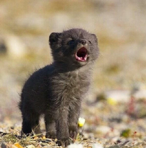 Blacky Wolf