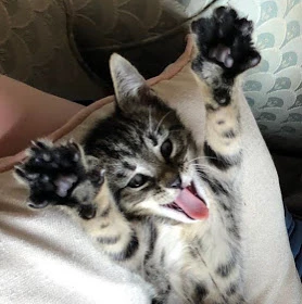 IHasCat
