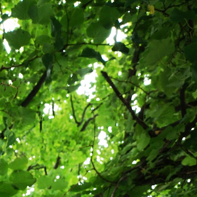 tree leaves